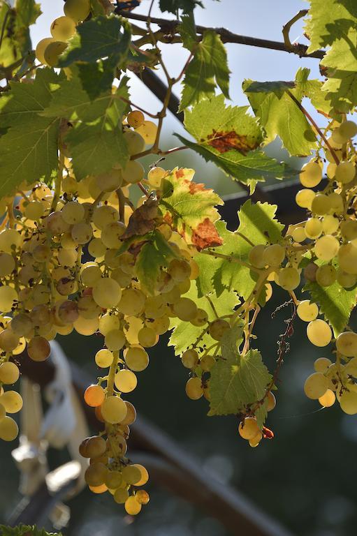 مبيت وإفطار Mailhac Domaine De "Creva-Tinas" المظهر الخارجي الصورة